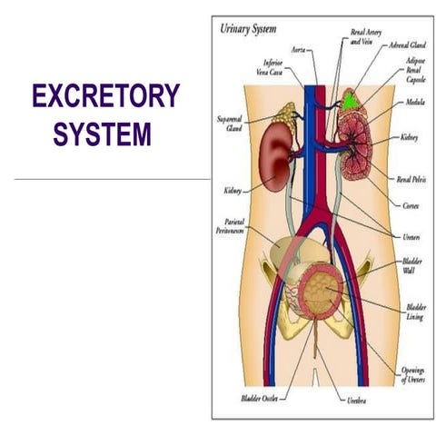 Blank Excretory System Diagram