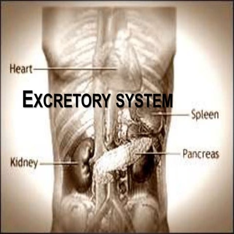 Excretory system