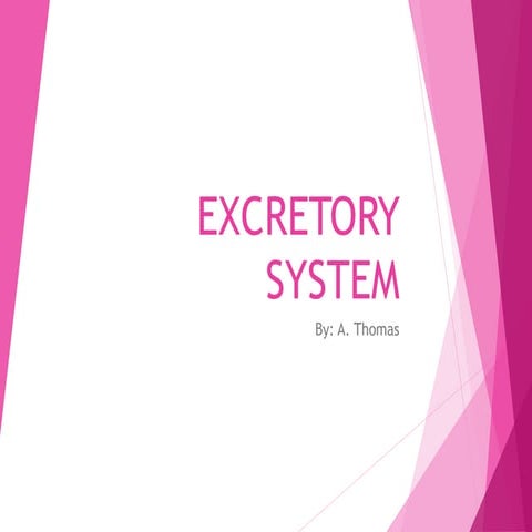 Excretory system