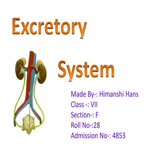 Excretory system