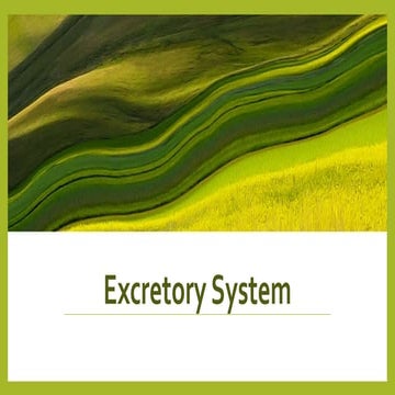 Excretory system