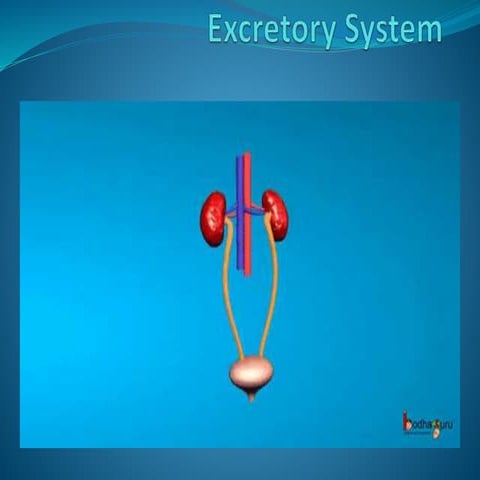 Excretory system
