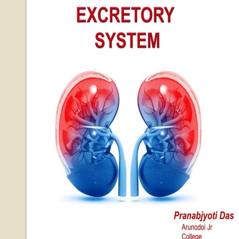 Excretory system in Human (Class 10)