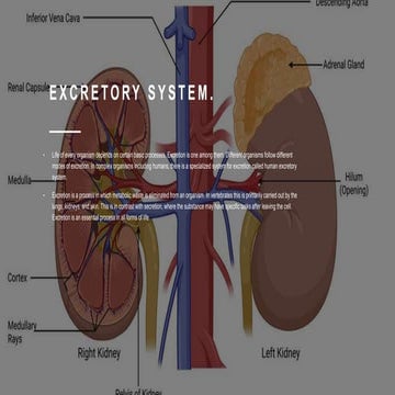 Excretory SYSTEM.pptx