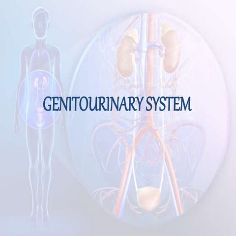 excretory system, EXCRETION KIDNEY ITS FUNCTIONS