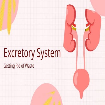 Excretory System Educational Presentation Pink Simple Informative Style _2025...