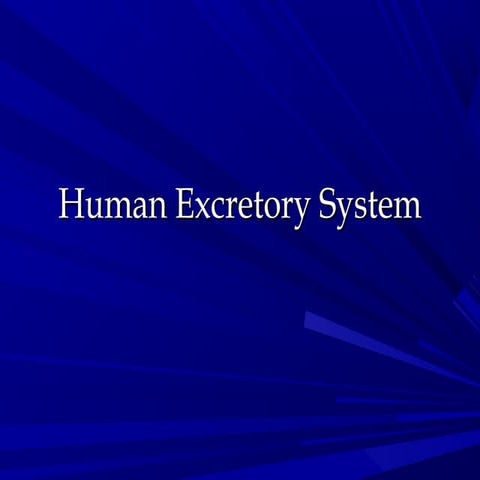 Human Excretory System (lungs, kidney) 
