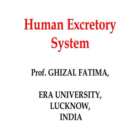 Excretory system ppt
