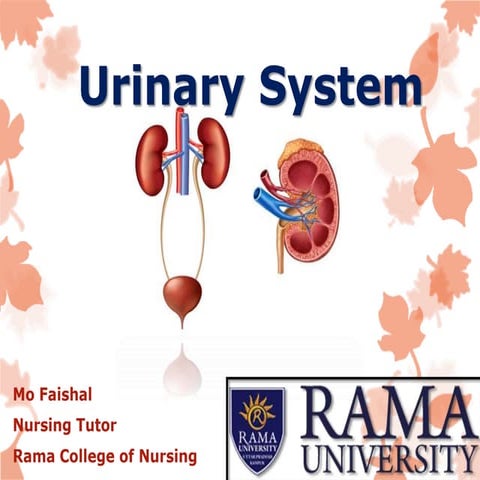 Urinary System Anatomy