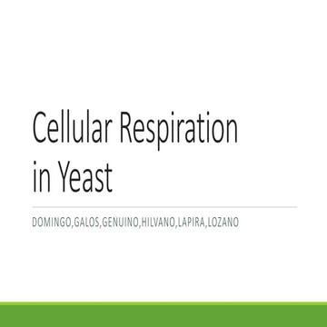 Cellular Respiration in Yeast