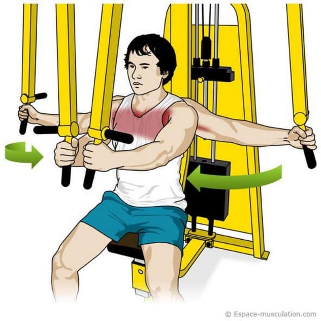 Exercices pectoraux | PDF