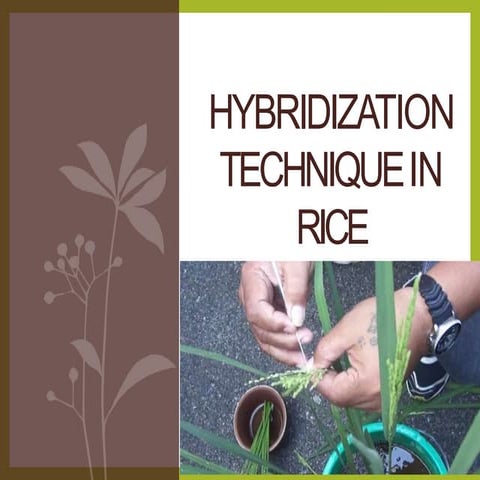 Emasculation and hybridization in rice