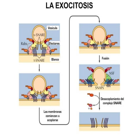 Exocitosis. Power point para primero y tercero medio, Biología.