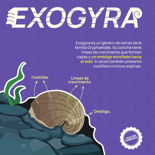 Exogyra - Museo Ruinas de Huanchaca | PDF