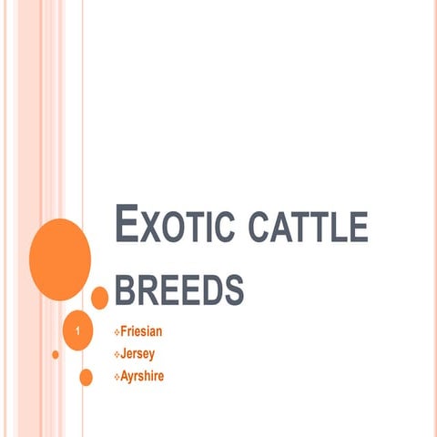 Exotic cattle breeding