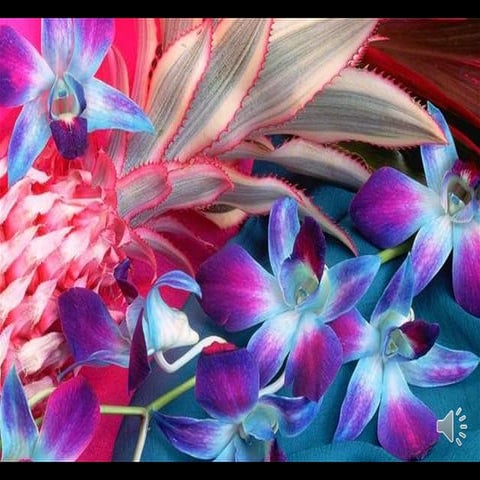 Exotic Flora | PPT