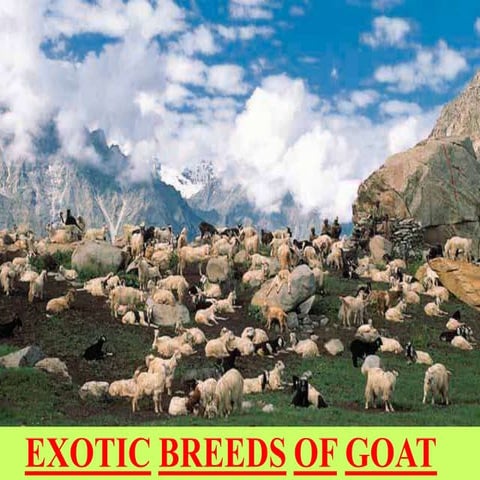 exotic sheep & goat.ppt     details  exotic sheep