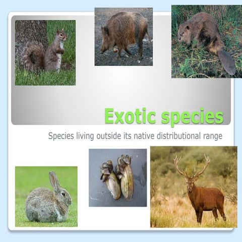 Exotic species