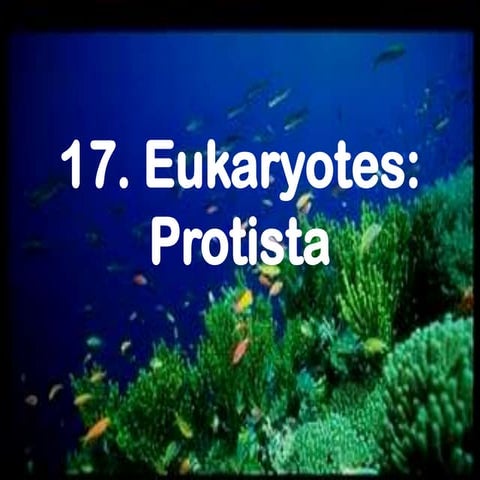 Experiment 17 PROTISTA
