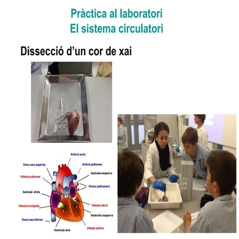 Experimentem el sistema circulatori al laboratori de l'escola