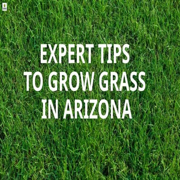 Expert Tips to Grow Grass in Arizona - Weed Control Phoenix