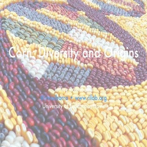 2015 SF Exploratorium Lecture: "Corn: Diversity and Origins"