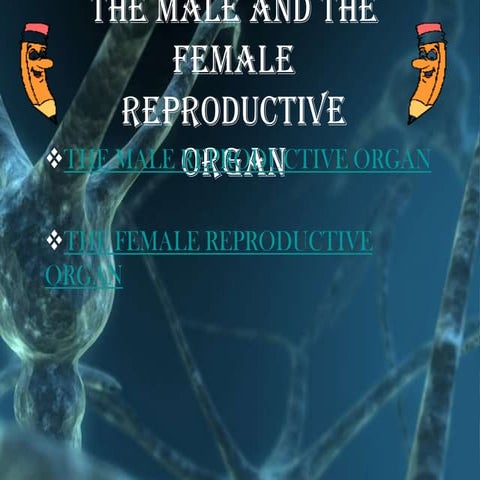 Exploring the human reproductive sytem