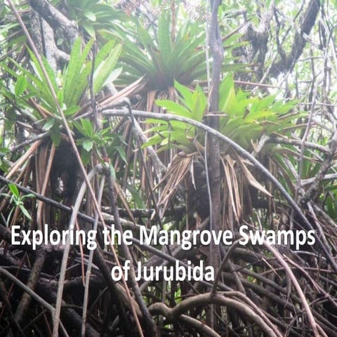 Exploring the mangrove swamps of jurubida