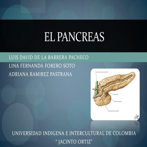 DIAPOSITIVAS pancreas