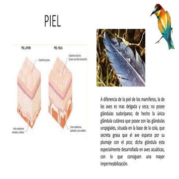 Tejido tegumentario Aves