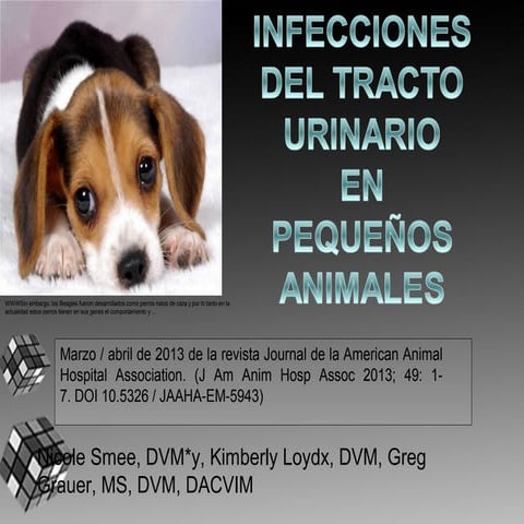 infecciones del tracto urinario en pequeños animales. Etiologia y conceptos