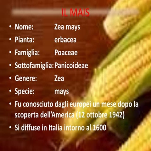 Expo2015 il mais in monza e brianza