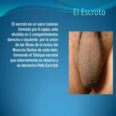 escroto y testiculo 