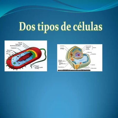 Expo Celulas Procariota Y Eucariota | PPTX