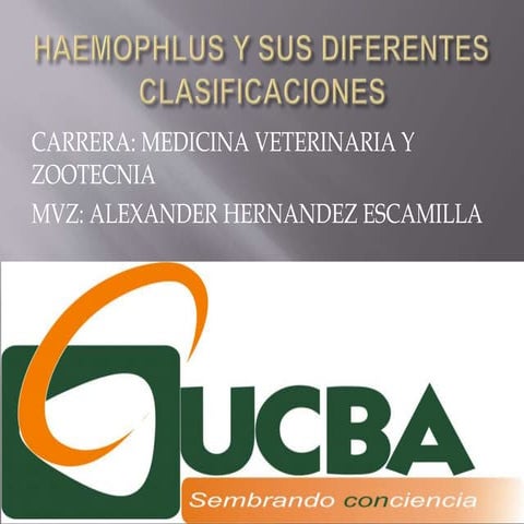 HAEMOPHILUS PARAGALLINARUM MVZ