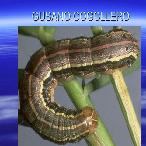 Manejo del gusano cogollero | PDF