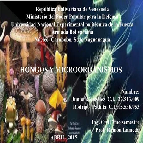 hongos y microorganismos