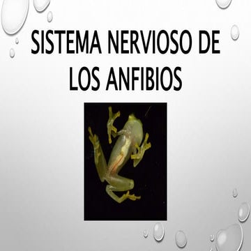 SISTEMA NERVIOSO DE LOS VERTEBRADOS