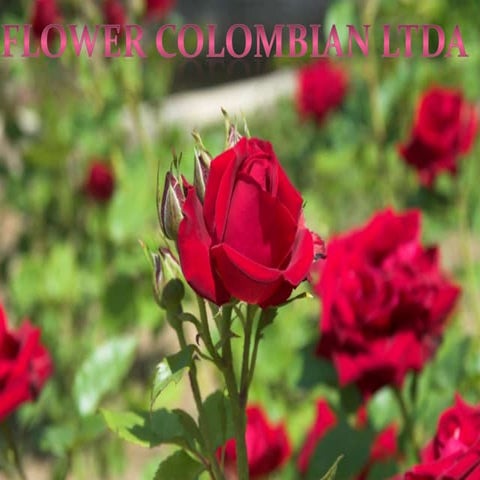 Exportacion de flores Colombianas