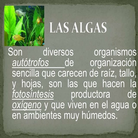 Las  Algas