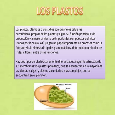 Exposicion de biologia cloroplastos