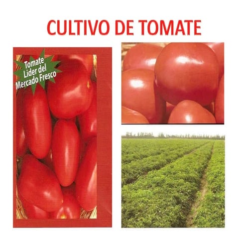 Exposicion de tomate