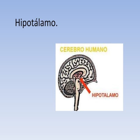 Exposición hipotálamo