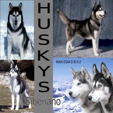 Exposicion husky | PPT