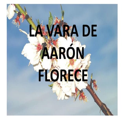 Exposicion la vara de aarón florece [autoguardado]