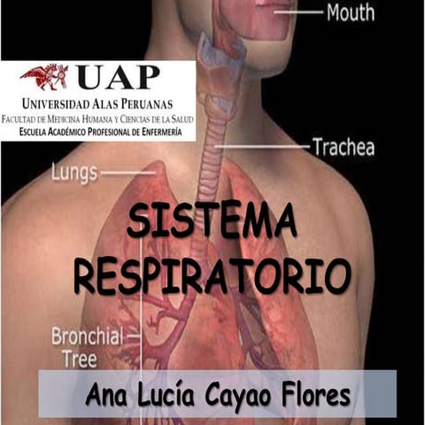 aparato respiratorio