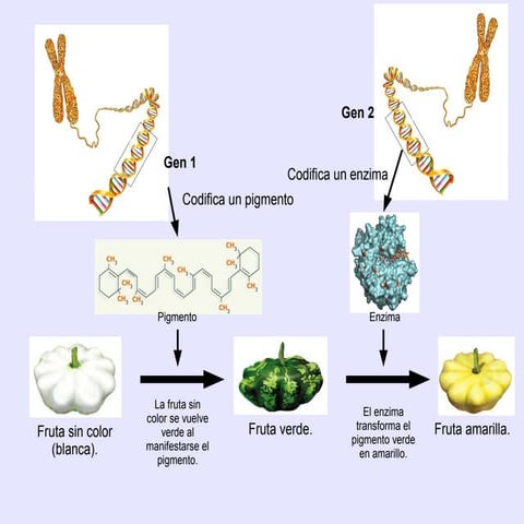 4ºESO: Expresión genetica