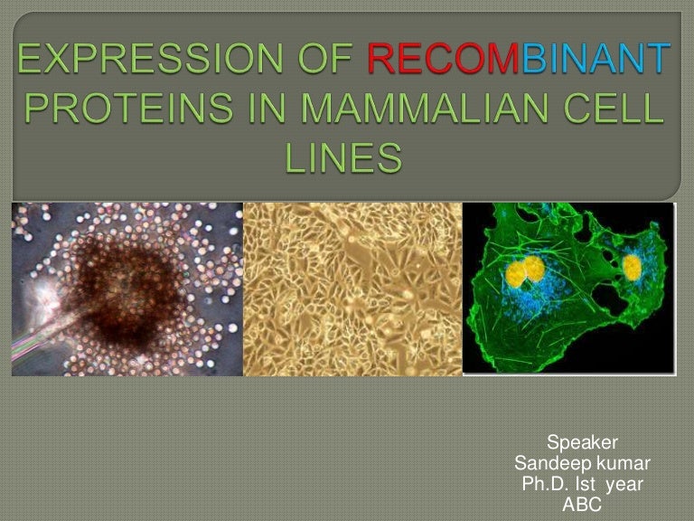 Expression of proteins in mammalian cell lines