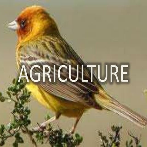 Agriculture--Extensive farming
