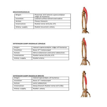 Extensor compartement | DOCX